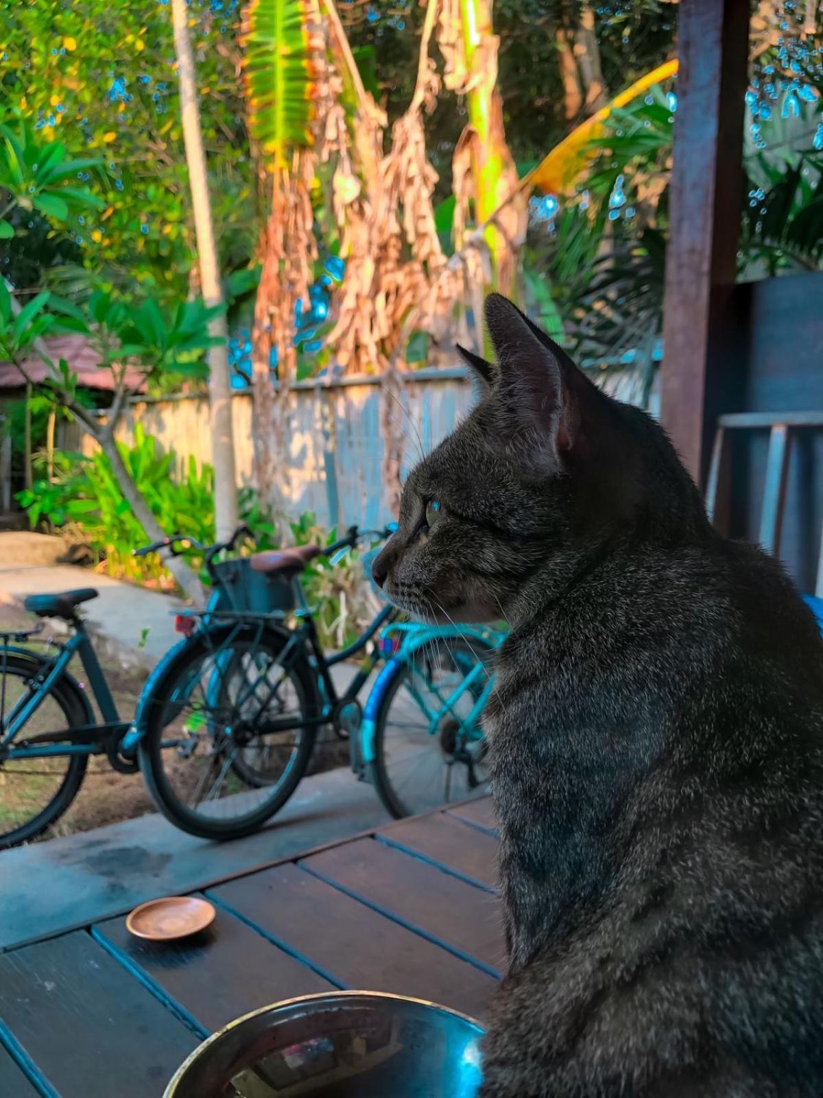 Leaf Coco Bungalow กิลิไอร์ ภายนอก รูปภาพ